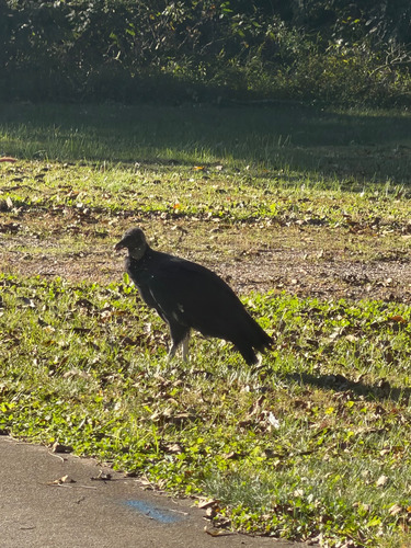 Black Vulture