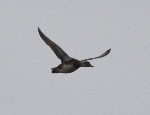 Gadwall