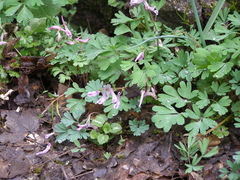 Corydalis paczoskii
