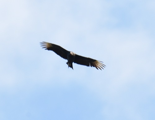 Black Vulture