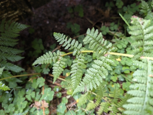 Athyrium filix-femina observed 2026-10-26