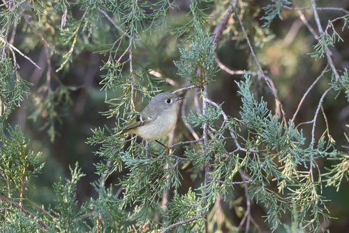 Ruby-crowned Kinglet