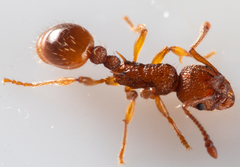 Myrmica sabuleti
