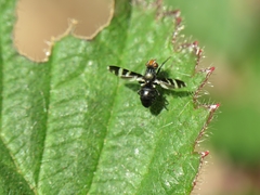 Herina frondescentiae