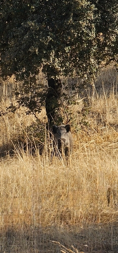 Jabalí europeo