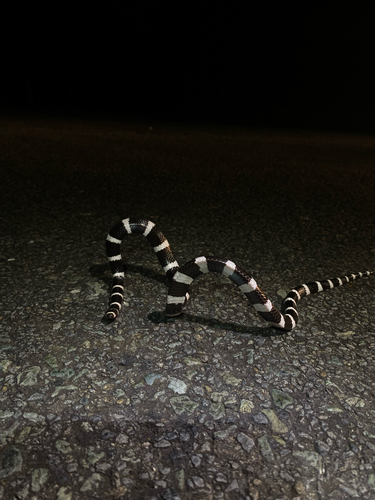 Vermicella annulata, 2026-10-26