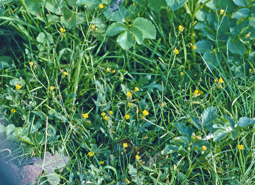 Diplotaxis muralis