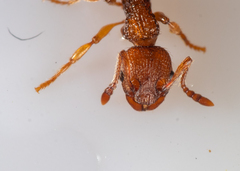 Myrmica sabuleti