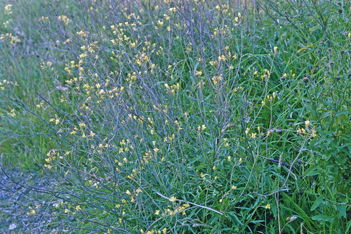 Diplotaxis tenuifolia
