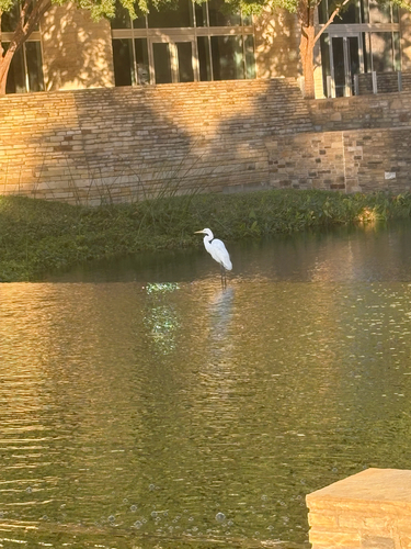 Great Egret
