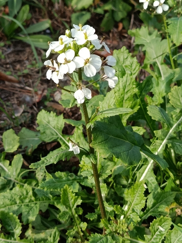 Diplotaxis erucoides