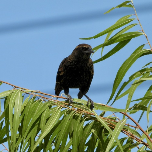 Red-winged Blackbird