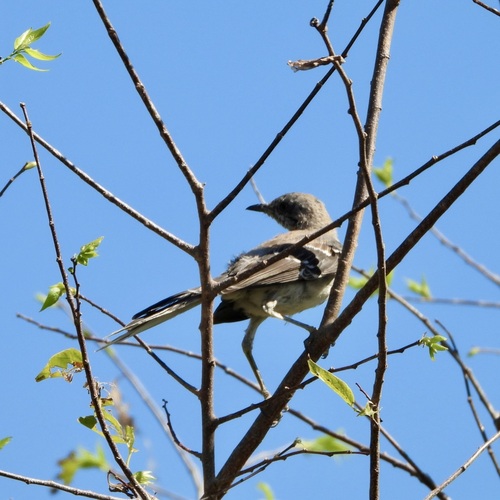 Mimus polyglottos