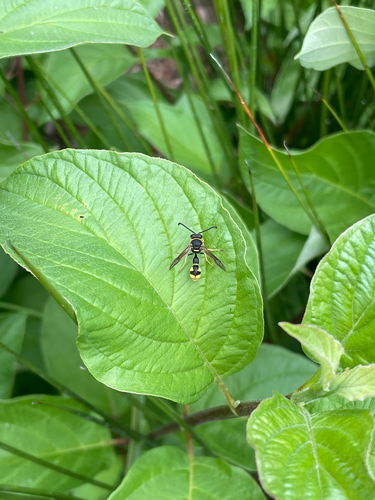Cross Potter Wasp