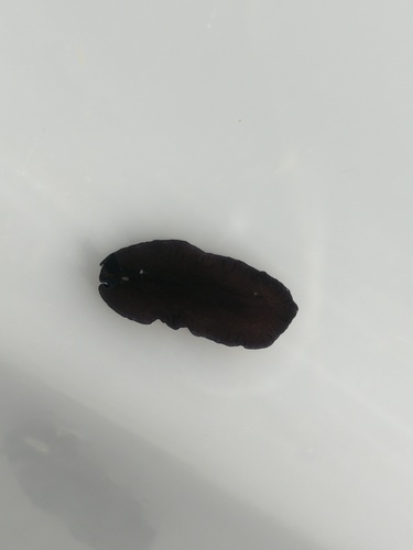 Pseudoceros observed 2026-10-26