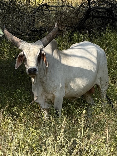 Bos taurus observed 2026-10-26