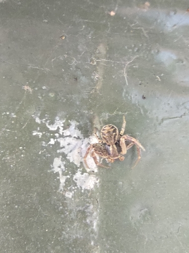 Common Crab Spider