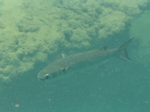 Mugil cephalus observed 2026-10-26