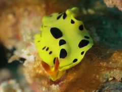 Eurylepta