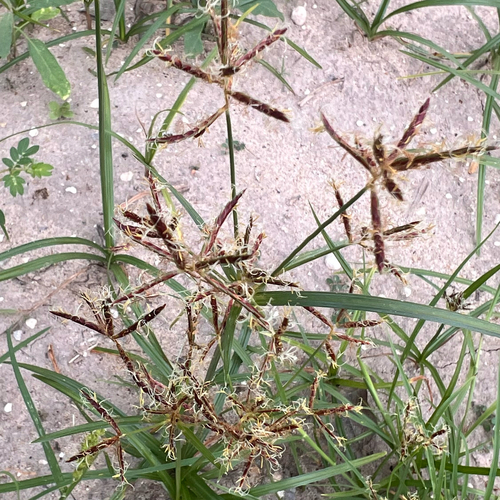 Cyperus rotundus observed 2026-10-26