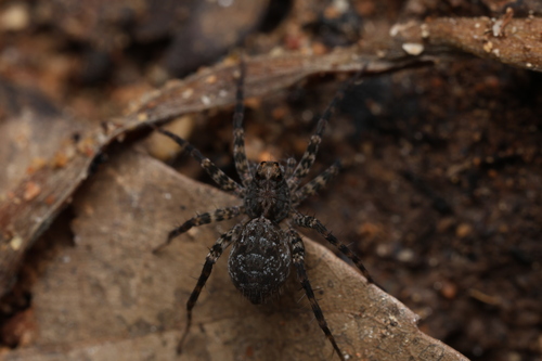 Pardosa sumatrana