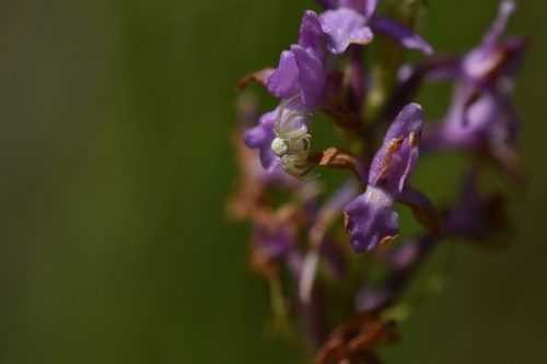 Misumena vatia