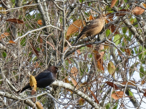 Brown-headed Cowbird