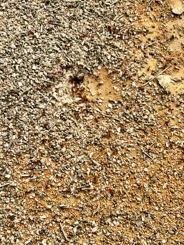 Red Harvester Ant