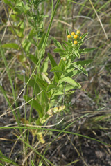 Pentanema germanicum