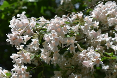 Angiospermae