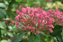 Angiospermae