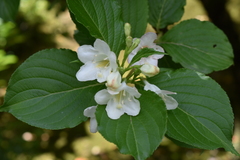 Angiospermae