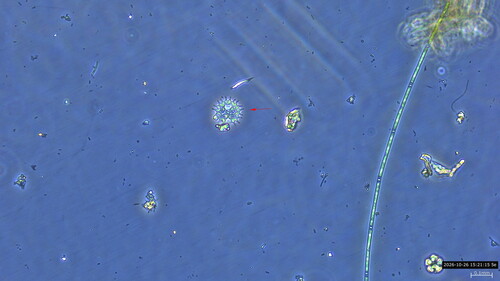 Pseudopediastrum boryanum observed 2026-10-26