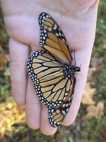 Monarch