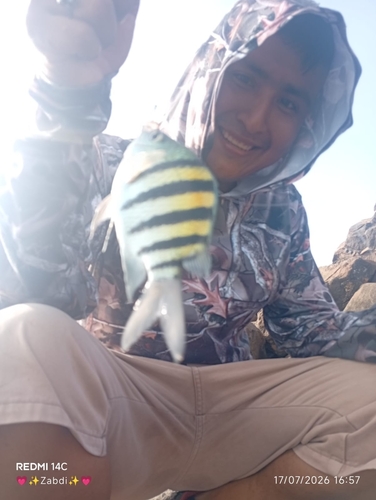 Abudefduf saxatilis observed 2026-10-26