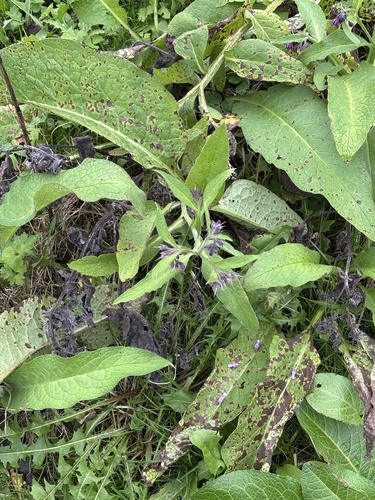 Symphytum officinale observed 2026-10-26