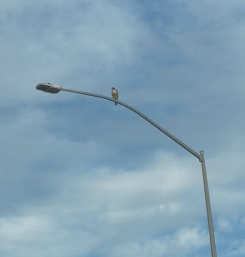 Western Red-tailed Hawk