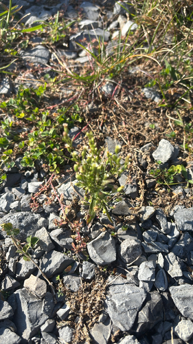 horseweed