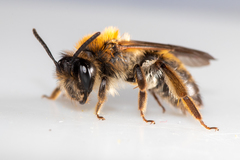 Andrena helvola