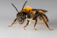 Andrena helvola