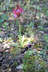 Ophrys bertolonii