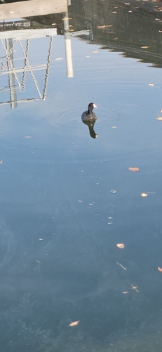 American Coot