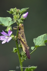 Anacridium aegyptium