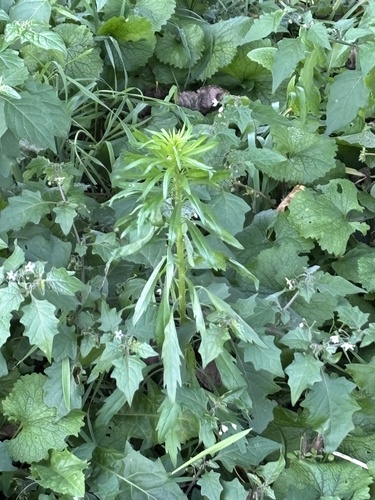 horseweed