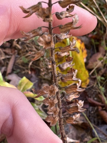 Perilla frutescens observed 2026-10-26