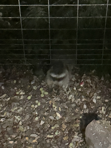 Common Raccoon
