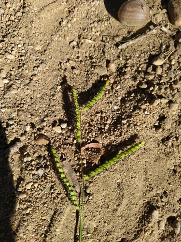 Paspalum dilatatum observed 2026-10-26