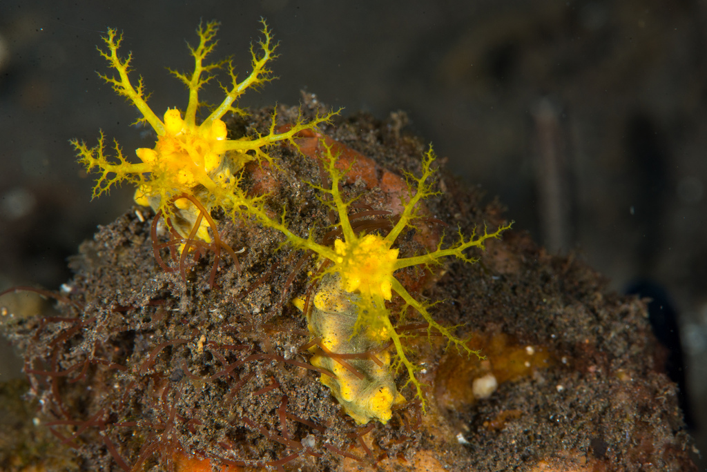 Robust Sea Cucumber