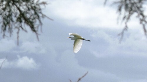 Ardea alba