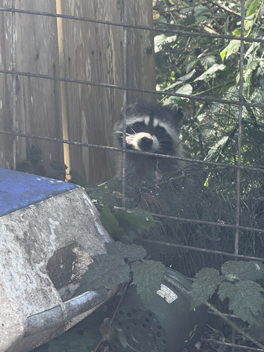 Common Raccoon
